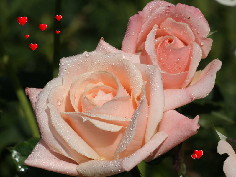 Pink roses with water droplets