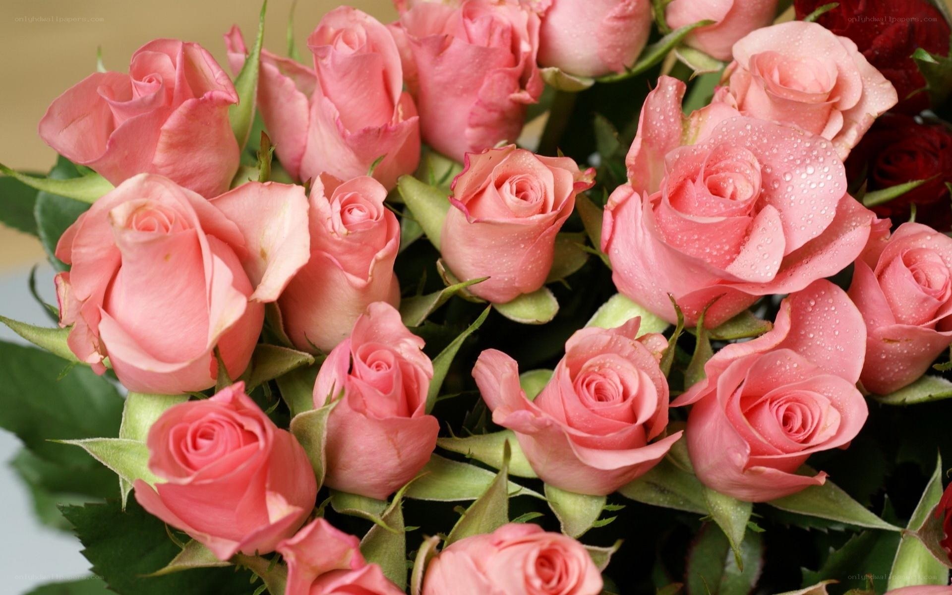 Pink roses with water droplets
