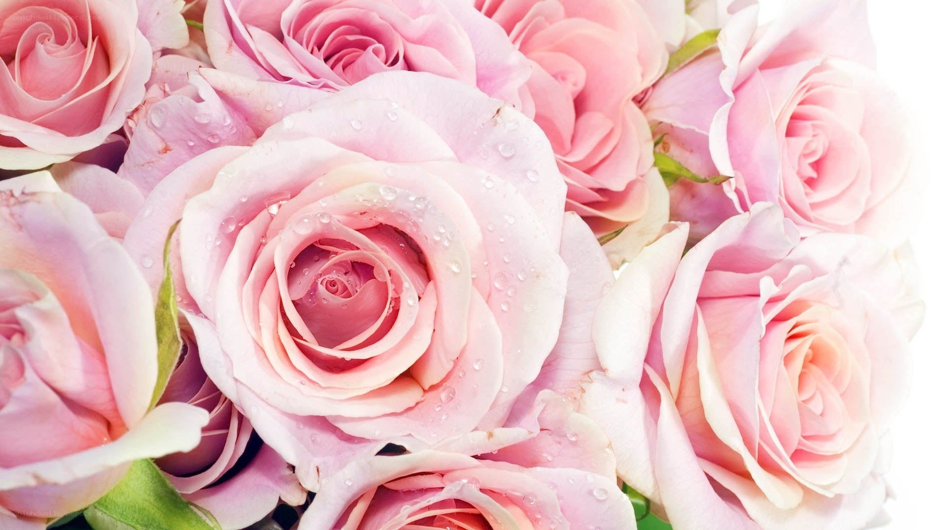 Pink roses with water droplets