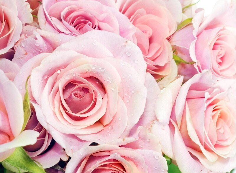 Pink roses with water droplets