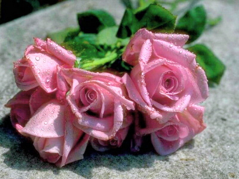 Pink Roses with Water Droplets — Calm, Afternoon