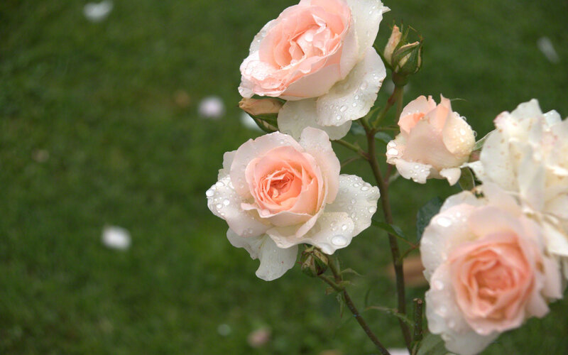 Pink Roses with Water Droplets — Calm, Morning, Photograph