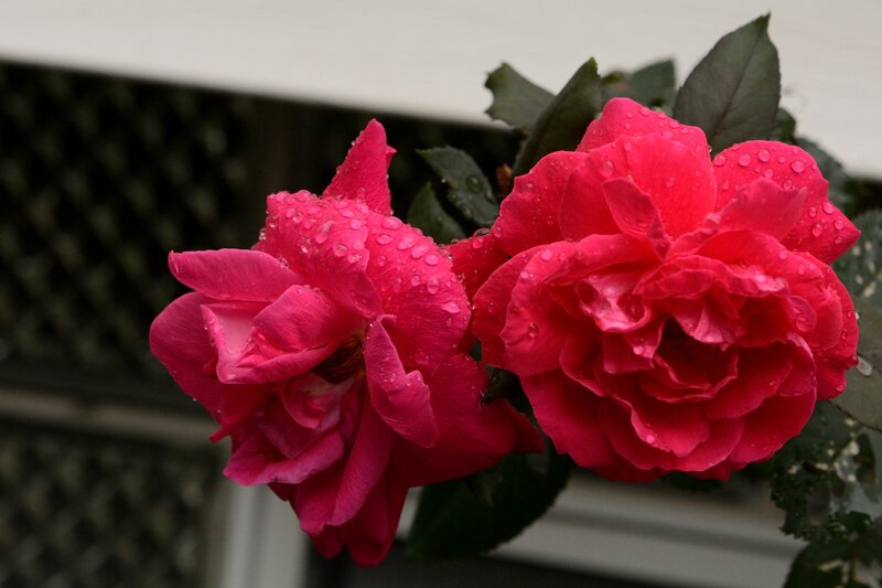 Pink Roses with Water Droplets — Calm, Photograph, Leaves
