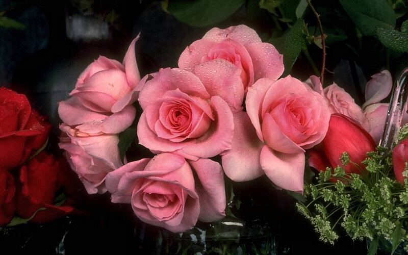 Pink Roses with Water Droplets — Calm, Photograph, Red Roses