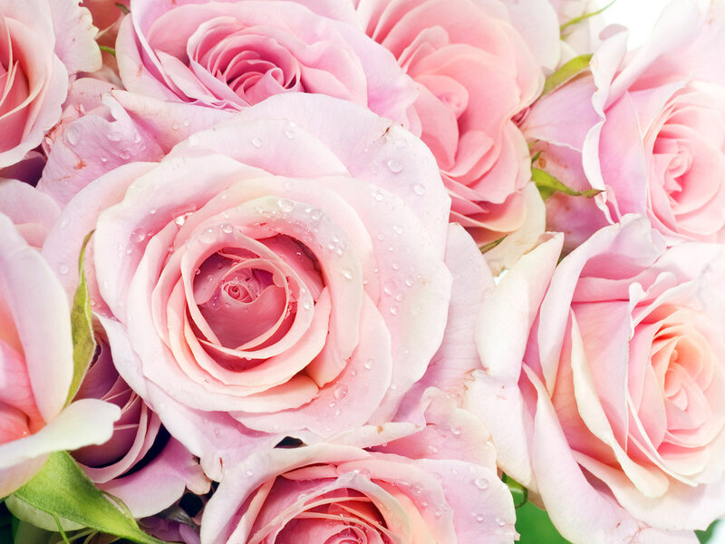 Pink Roses with Water Droplets — Calm, Photograph
