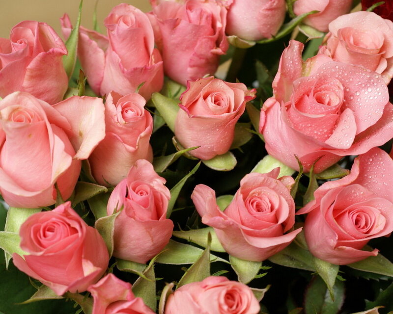 Pink Roses with Water Droplets — Calm, Photograph, Water Droplets, Green Leaves, Buds