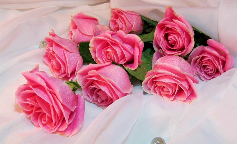 Pink Roses with Water Droplets — Calm, Photograph, Water Droplets, Green Leaves, White Fabric