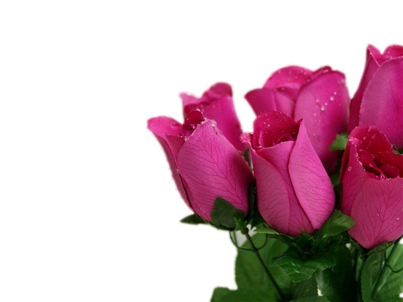 Pink Roses with Water Droplets — Calm