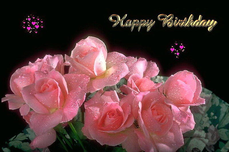Pink Roses with Water Droplets — Celebratory