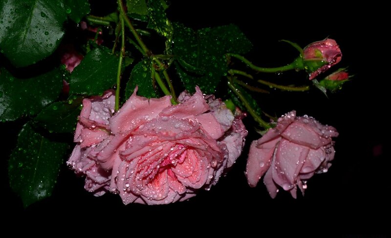 Pink Roses with Water Droplets — Dramatic, Night