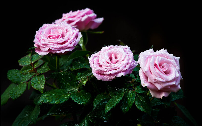 Pink Roses with Water Droplets — Dramatic, Photograph