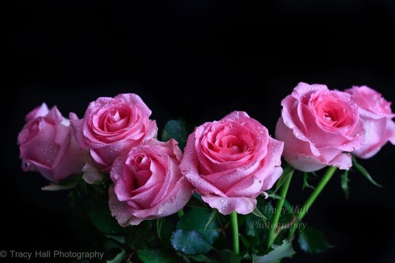 Pink Roses with Water Droplets — Dramatic, Photograph, Water Droplets, Green Stems
