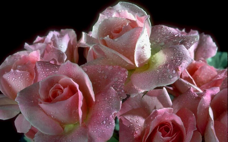 Pink Roses with Water Droplets — Dramatic, Photograph, Water Droplets