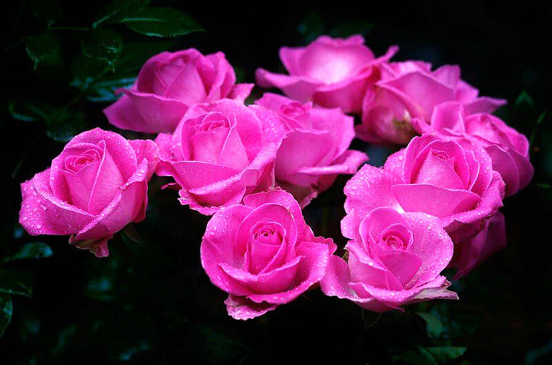 Pink Roses with Water Droplets — Dramatic