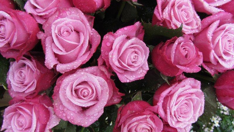 Pink Roses with Water Droplets — Fresh, Photograph