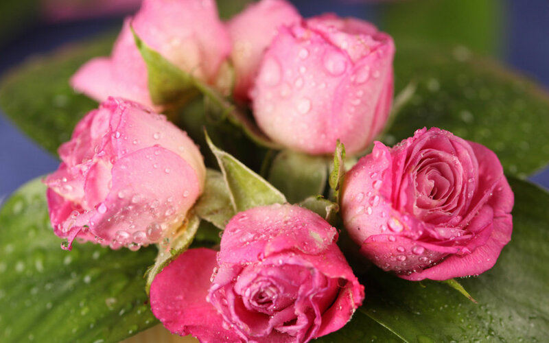 Pink Roses with Water Droplets — Fresh
