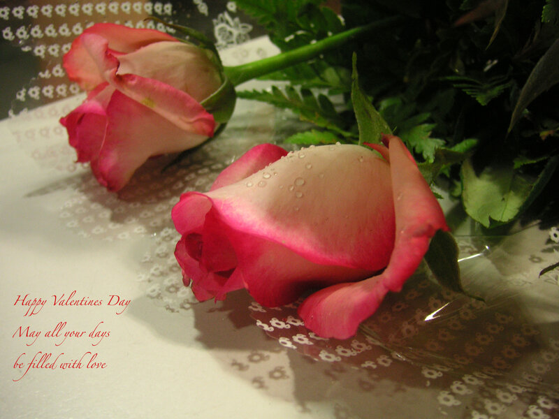 Pink Roses with Water Droplets — Romantic, Photograph