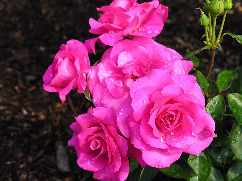 Pink Roses with Water Droplets — Serene, Afternoon, Photograph