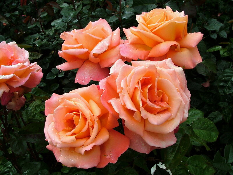 Pink Roses with Water Droplets — Serene, Afternoon