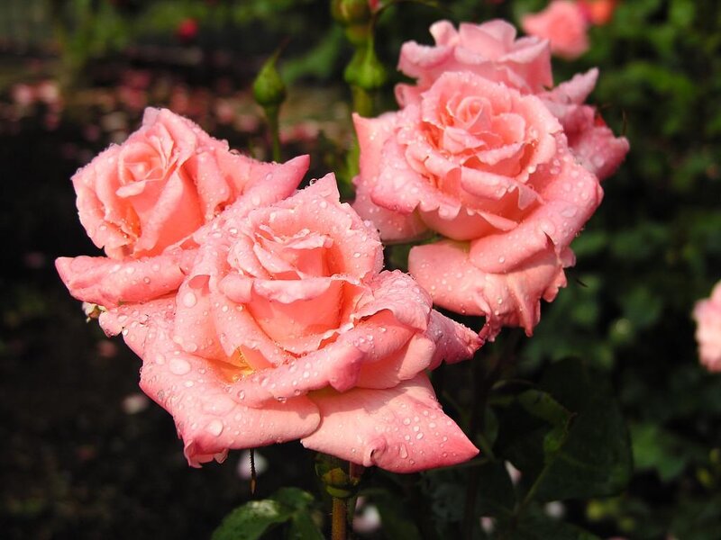 Pink Roses with Water Droplets — Serene, Morning, Photograph