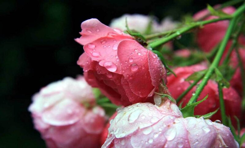 Pink Roses with Water Droplets — Serene, Morning, Photograph, Water Droplets, Green Stems