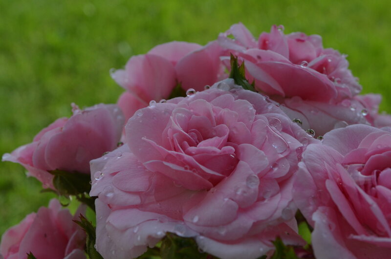 Pink Roses with Water Droplets — Serene, Morning, Photograph, Water Droplets