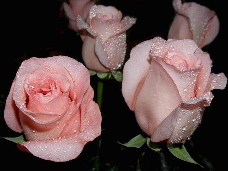 Pink Roses with Water Droplets — Serene, Night