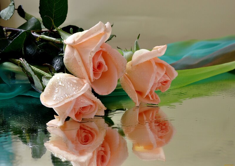 Pink Roses with Water Droplets — Serene, Photograph, Leaves