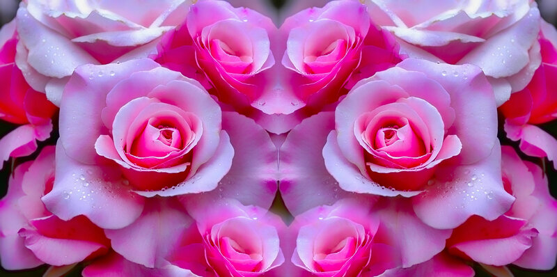 Pink Roses with Water Droplets — Serene, Photograph, Water Droplets, Petals