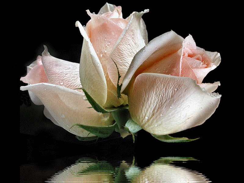 Pink Roses with Water Droplets — Serene, Photograph, Water Droplets