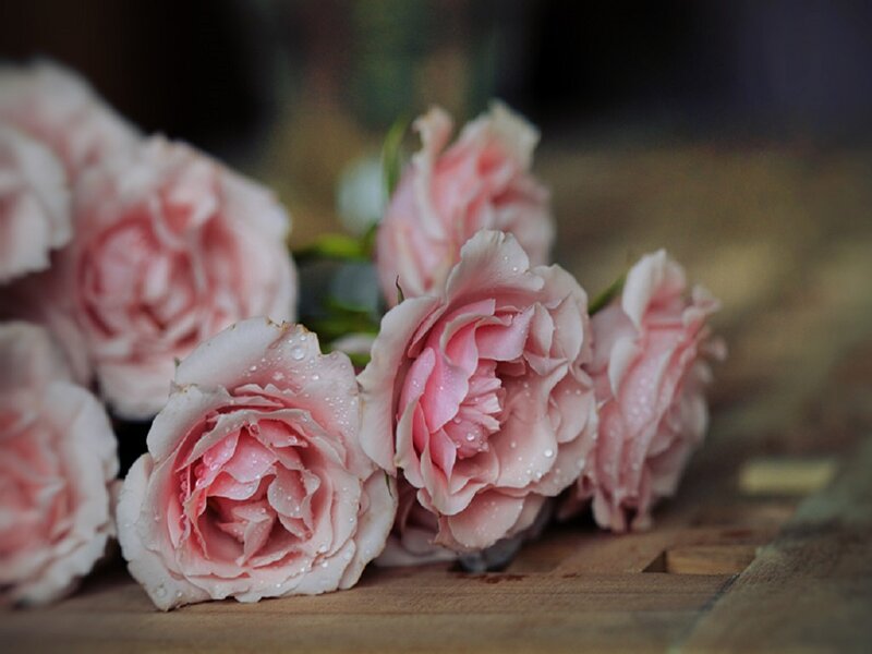 Pink Roses with Water Droplets — Serene, Photograph, Wooden Surface