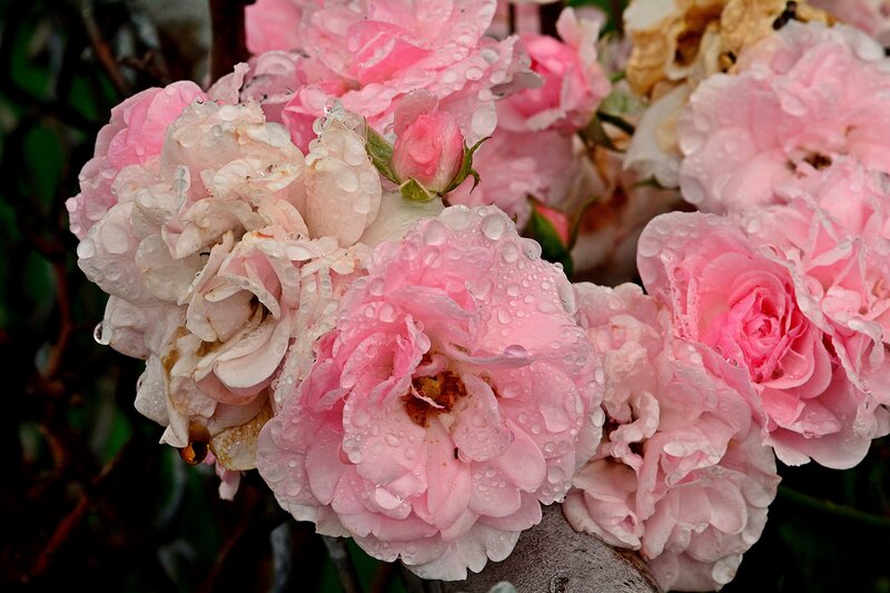 Pink Roses with Water Droplets — Serene, Spring
