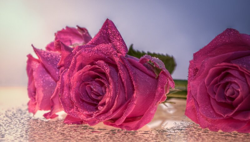 Pink Roses with Water Droplets — Serene, Sunset