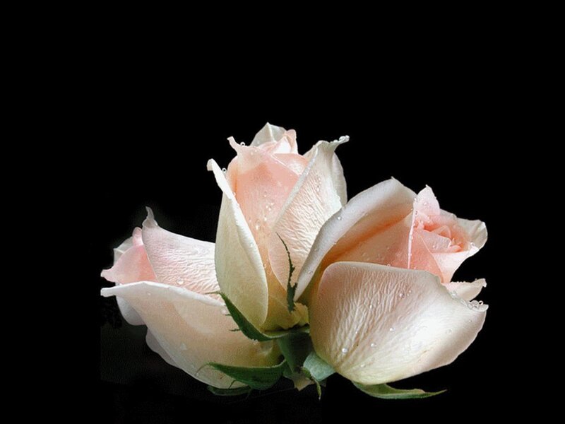 Pink Roses with Water Droplets — Serene