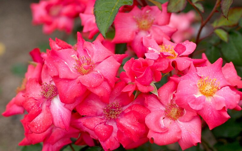 Pink Roses with Water Droplets — Vibrant, Spring