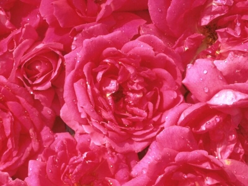 Pink Roses with Water Droplets — Vibrant