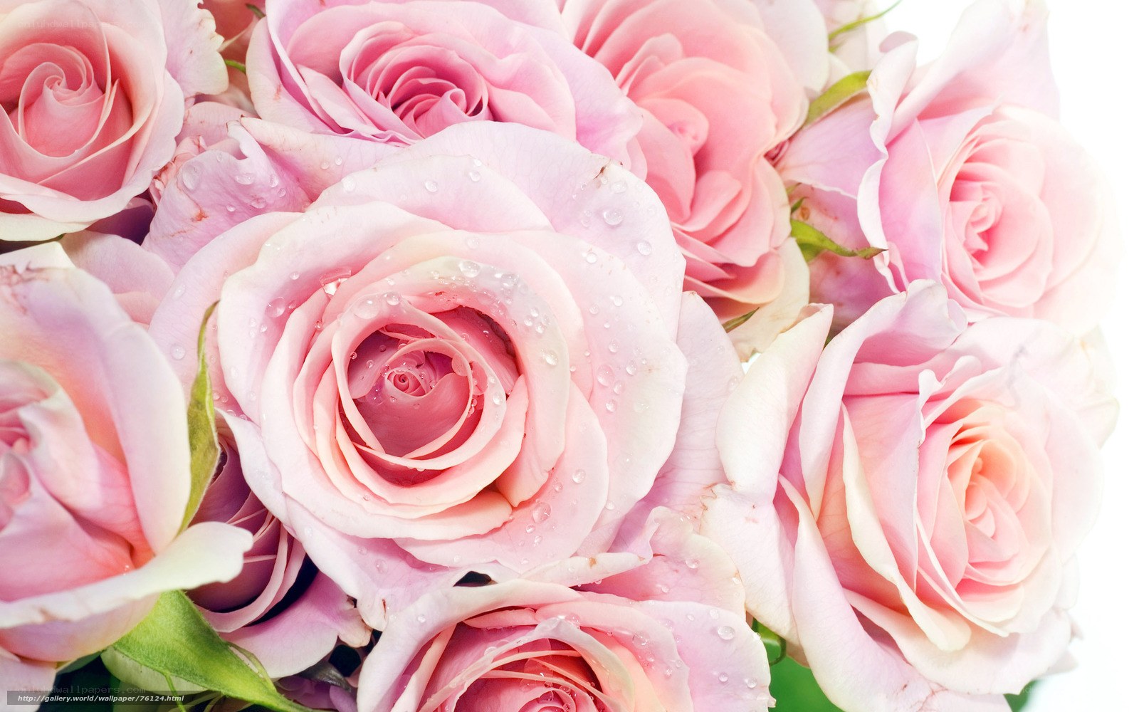 Pink roses with water droplets