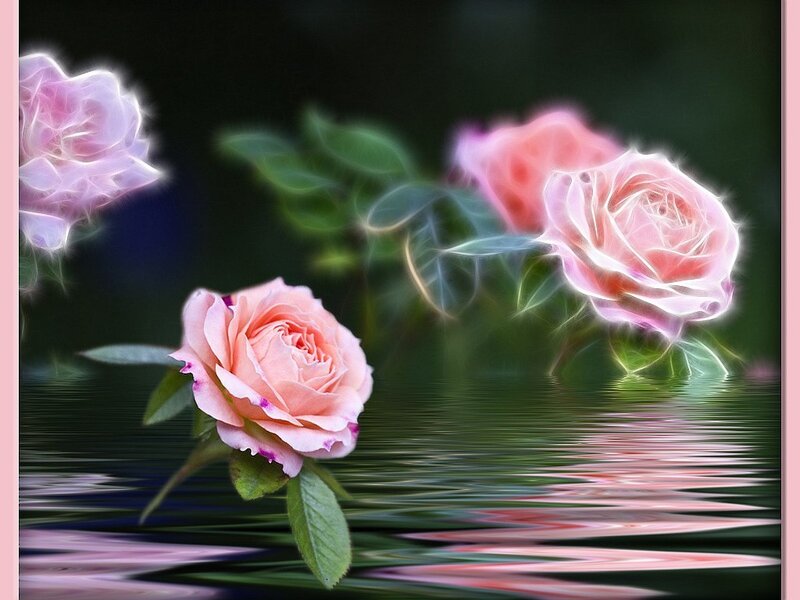 Pink roses with water reflection