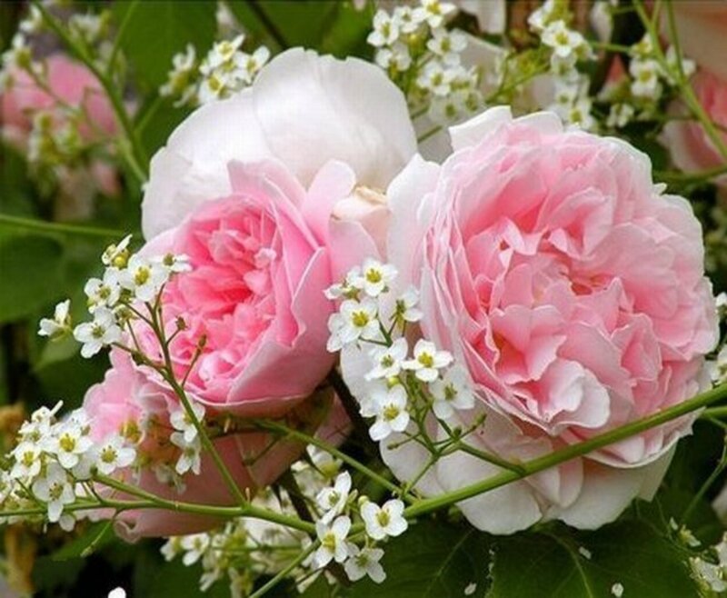 Pink Roses with White Flowers