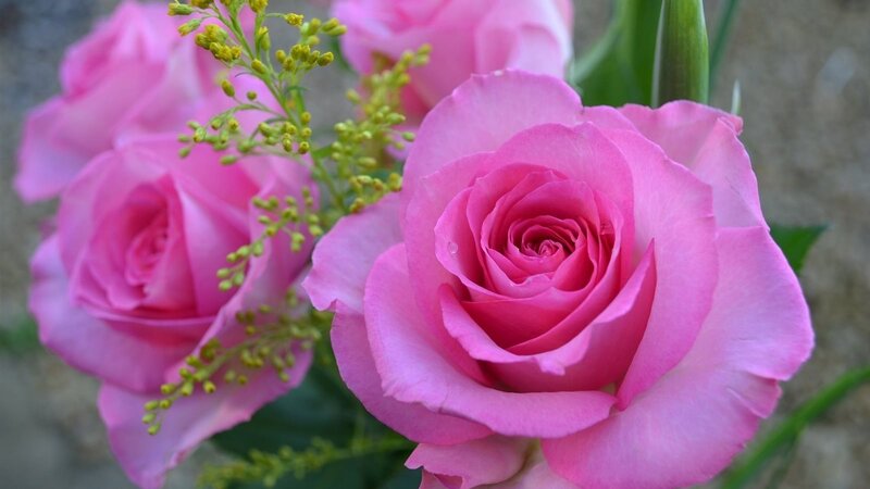 Pink Roses with Yellow Flowers — Calm