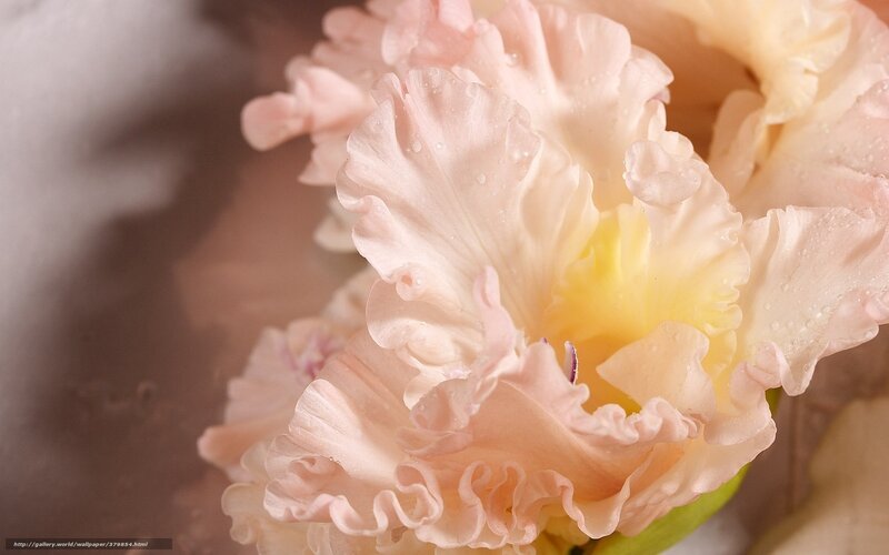 Pink Ruffled Flower