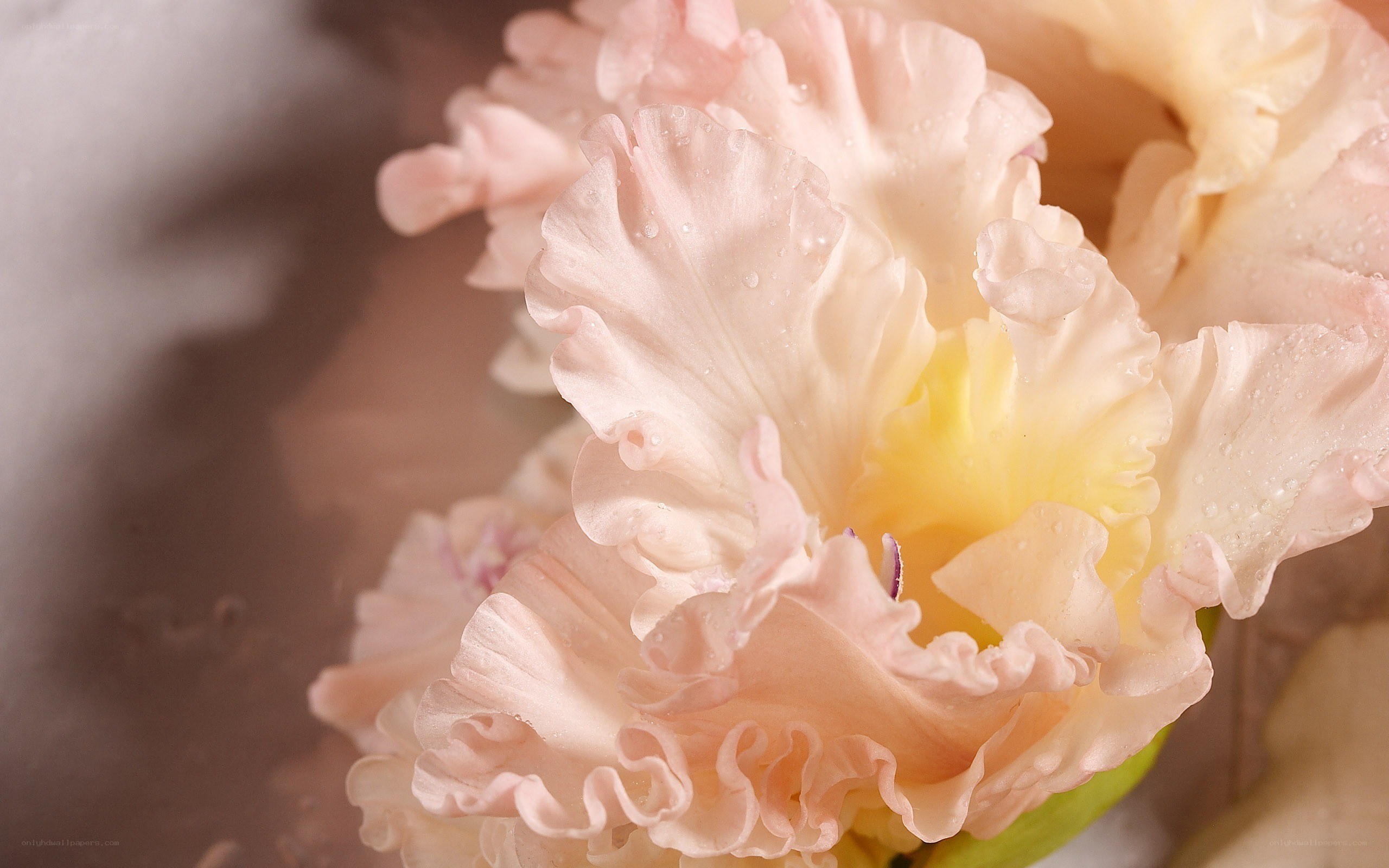Pink ruffled flower with dew