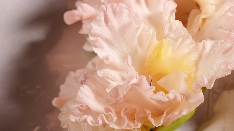 Pink ruffled flower with water droplets