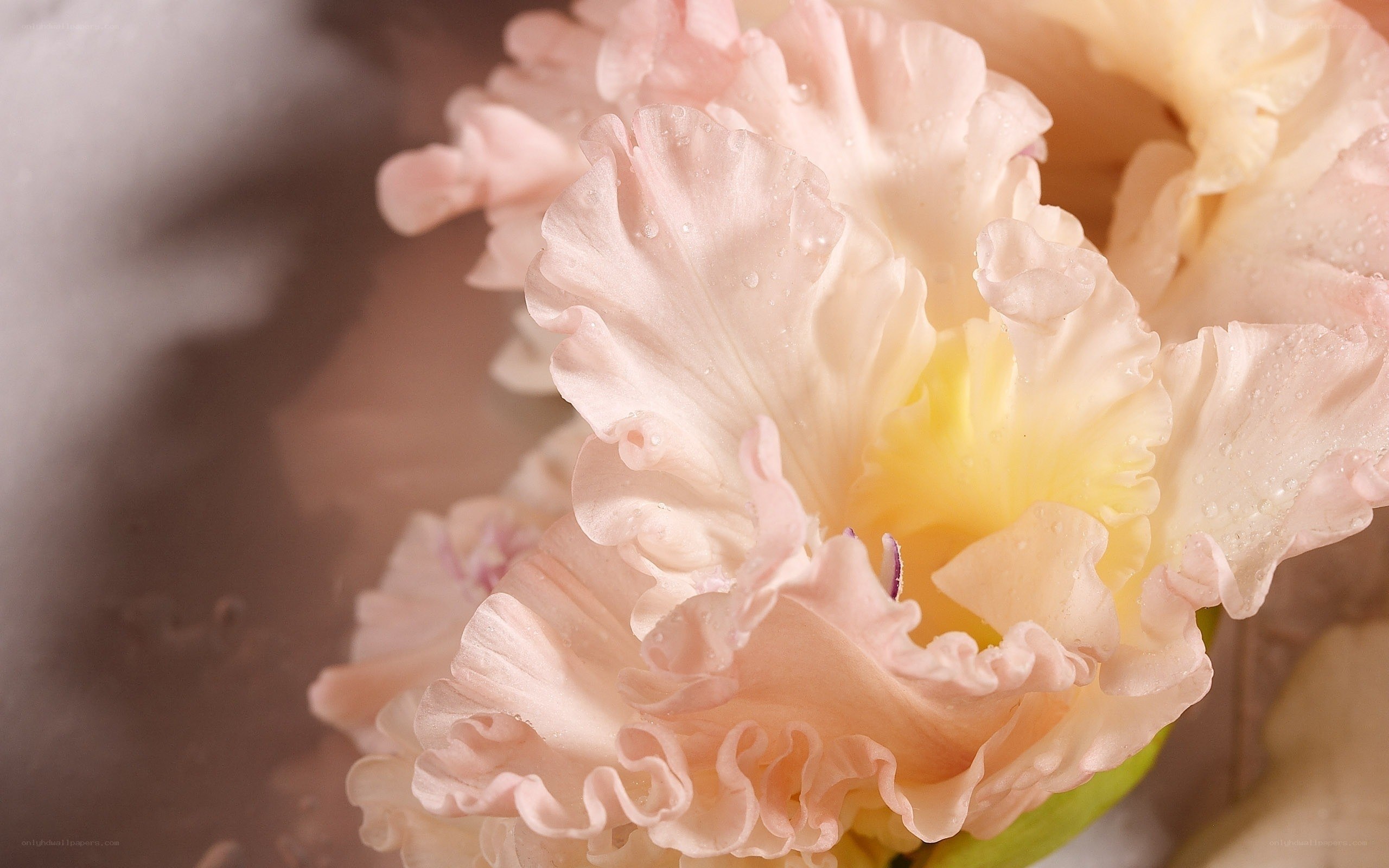 Pink ruffled flower with water droplets
