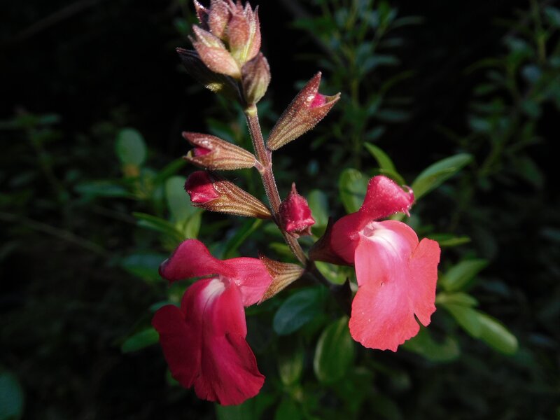 Pink Salvia Flowers — Red