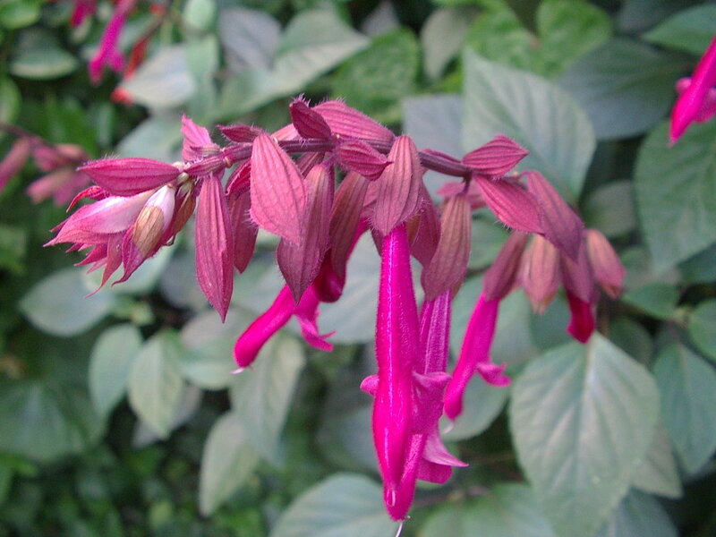 Pink Salvia Flowers