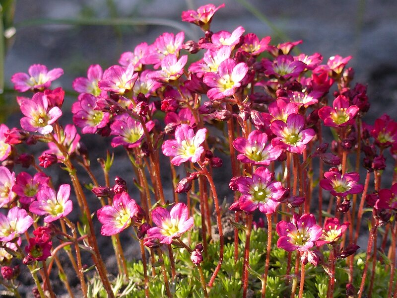Pink Saxifrage Flowers — Calm, Spring, Photograph, Stems, Buds