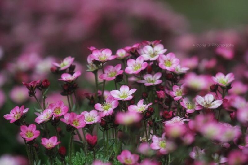 Pink Saxifrage Flowers — Calm, Spring, Photograph, Stems