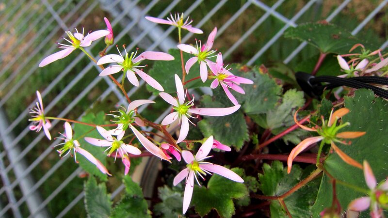 Pink Saxifrage Flowers — Calm, Spring, Photograph