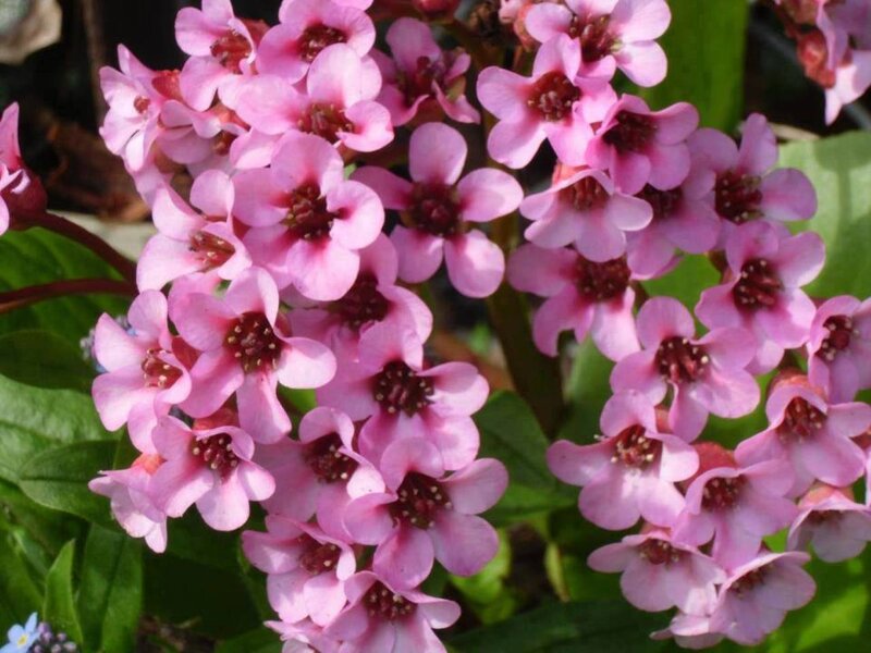 Pink Saxifrage Flowers — Calm, Spring